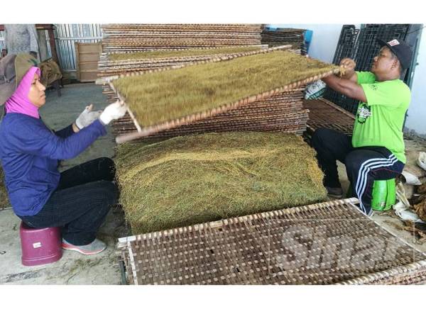 Daun yang dikeringkan sedia untuk dimampatkan.