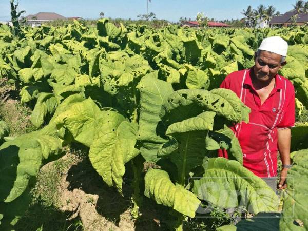 Jali menanam 10,000 pokok tembakau di Bachok.