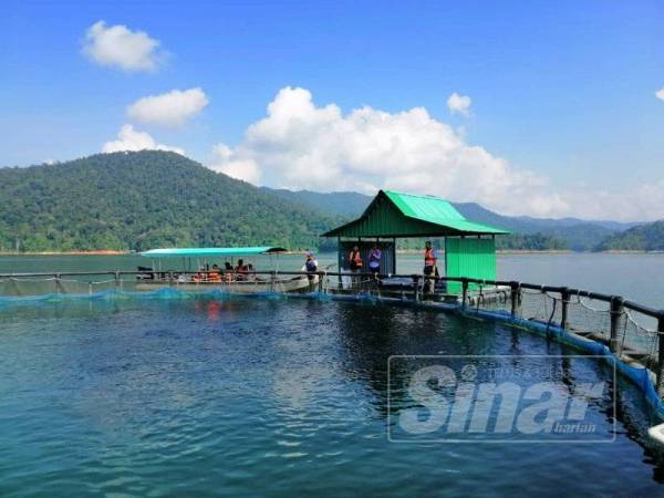 Program Ladang Sinergi Tasik Temenggor menggunakan sistem ternakan moden iaitu HDPE Polar Circle Cages.