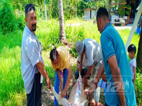 Seramai 30 penduduk kampung bertungkus lumus menyembelih, melapah dan memasak daging lembu untuk dihidangkan sempena majlis itu.