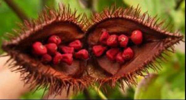 Biji annatto.