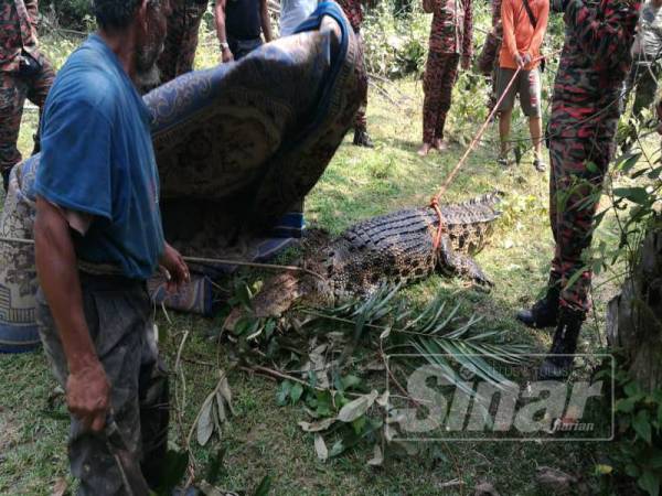 Anggota bomba dan penduduk kampung bekerjasama menarik buaya berkenaan keluar daripada kawasan tebing sungai itu.