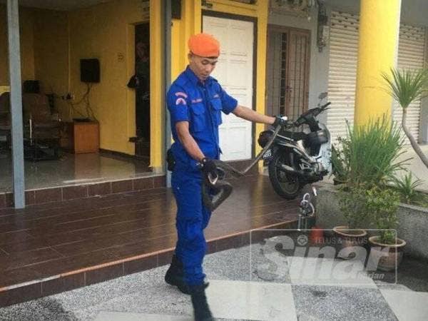 
Ular yang yang memasuki sebuah hotel di Taman Melaka Raya di sini, semalam berjaya ditangkap anggota APM
