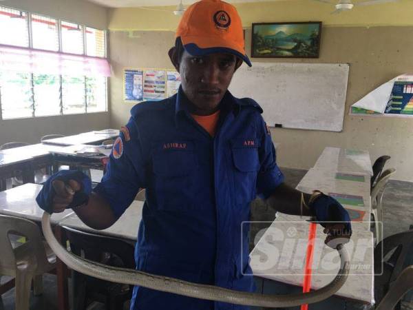 Anggota APM, Muhammad Ashraf Mohd Anim, menunjukkan tedung tikus yang ditangkap ketika sedang bersembunyi di dalam laci meja pelajar Tingkatan Empat Fikir di bangunan blok C, SMKSM, Umbai di sini, hari ini.