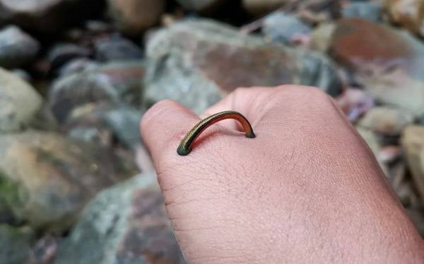 BERKAWAN dengan pacat antara perkara biasa di sini.