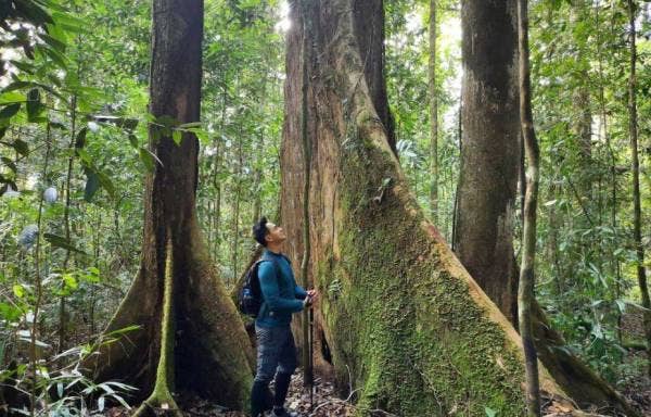 POHON-POHON gergasi yang terdapat di Kanyon Imbak.