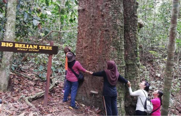 BIG Belian Tree, ukur lilitnya yang memerlurkan depaan tangan enam orang dewasa.