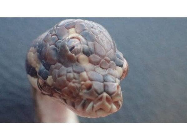 Ular tersebut mengalami kesukaran untuk makan akibat kecacatannya itu.