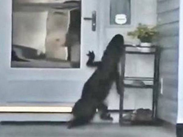 Tetamu tidak diundang tersebut kelihatan cuba menekan loceng pintu. - Foto UPI.com