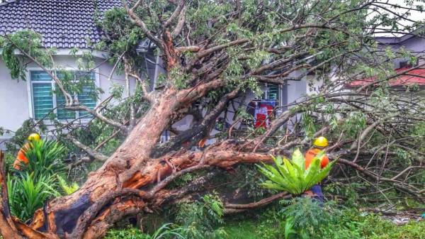 Sepohon pokok tumbang dan menimpa sebuah rumah namun tiada kemalangan jiwa dilaporkan.
