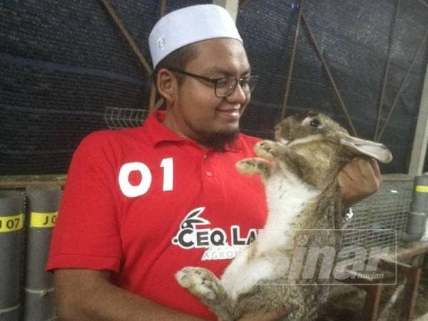 Salah seekor arnab bersaiz besar dibela Abdullah Syaraffi.