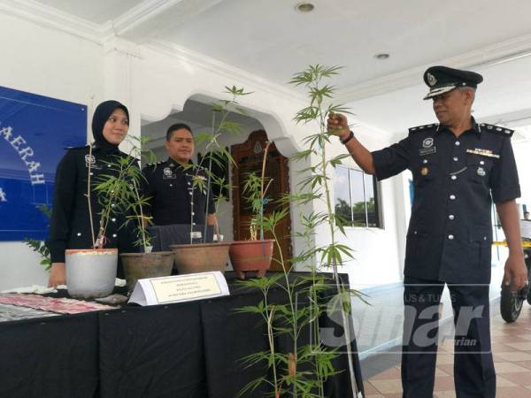 Mohd Zani (kanan) menunjukkan pokok ganja yang dirampas dalam serbuan di sebuah rumah teres dua tingkat di Kelana Jaya, Petaling Jaya, semalam.