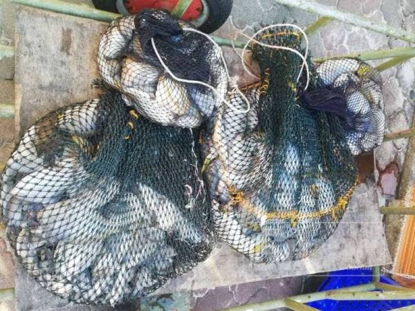 Antara ikan yang mati kerana dibom.