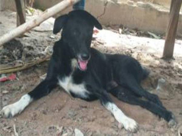 Ping Pong telah membantu menyelamatkan bayi tersebut.