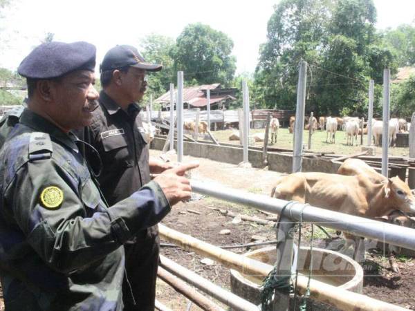 Ramly (kiri) bersama Pengarah MAQIS Kelantan, Mohd Azam Yahya melihat ternakan yang dirampas di salah sebuah kandang di Kampung Kubang Pak Itam.