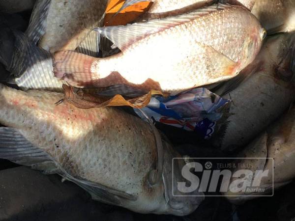 Sebahagian bangkai ikan yang ditemui
