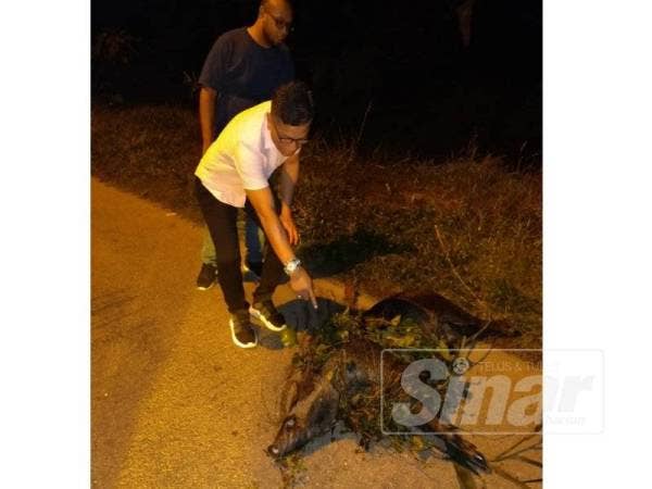 Exco Pertanian, Pembangunan Usahawan dan Industri Asas Tani negeri, Norhizam Hasan Baktee mengetuai operasi menembak babi hutan.