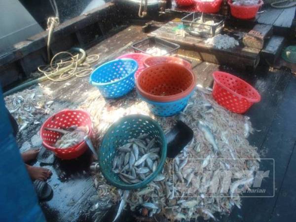 Hasil tangkapan ikan di kawasan tidak dibenarkan oleh bot nelayan tempatan yang ditahan APMM Johor