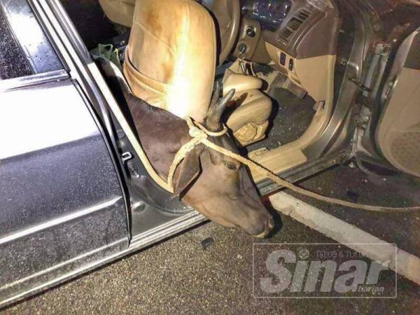 Lembu baka 'Brahman' yang dilarikan tiga suspek tersebut.