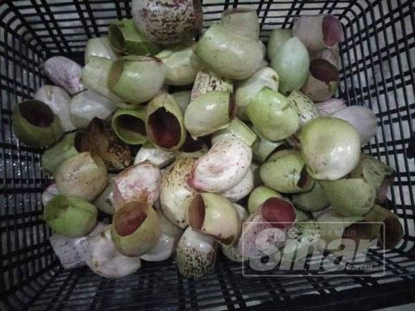 Kelongsong yang telah dibasuh dengan bersih.