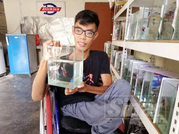Mohd Faizal menunjukkan ikan laga jenis Halfmoon.