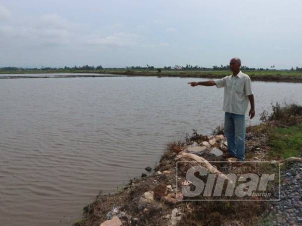 Azmi menunjukkan sawah padinya yang pernah tenggelam sehingga mengakibatkan benih padinya mati.