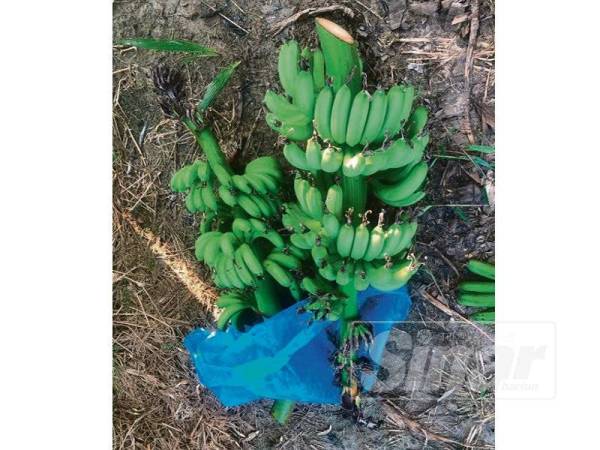 Pisang yang masih muda ditinggalkan pencuri begitu sahaja.
