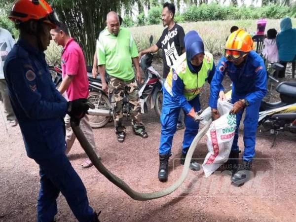 Anggota APM menangkap ular seberat 10 kilogram sebelum dilepaskan ke kawasan hutan.