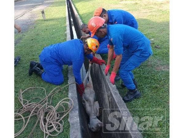 Anak lembu yang terjatuh ke dalam longkang berjaya diselamatkan oleh APM.