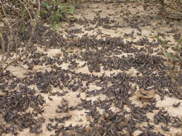 Serangan belalang memusnahkan kira-kira 2,000 hektar tanaman di Sardinia. - Gambar Hiasan
