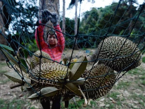 Seorang pekerja dusun James Wong melakukan kerja-kerja mengutip buah durian pada jaring yang dipasang di dusun berkenaan di Sungai Pinang di sini. - Foto Bernama