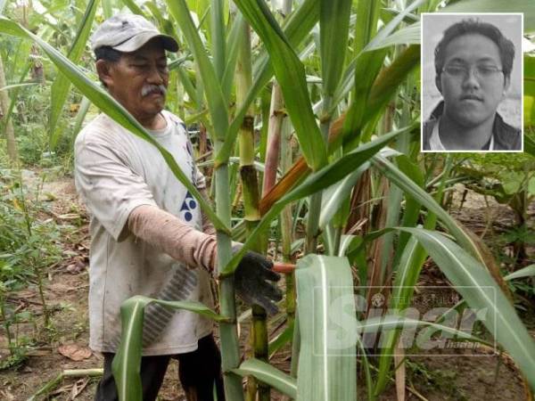Parlan tetap membersihkan tanaman tebu ditanam sendiri yang menjadi antara minuman kegemaran untuk buka puasa arwah Hasni Hardi.