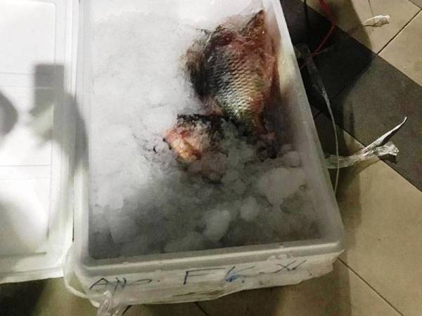 Kotak mengisi ikan turut diperiksa bagi memastikan mematuhi peraturan ditetapkan.- FOTO IHSAN MAQIS