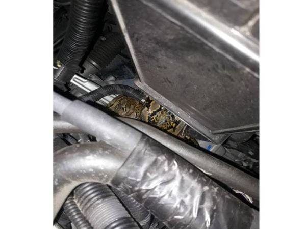 Reptilia yang menyusup masuk ke dalam enjin kenderaan tersebut. - FOTO IHSAN BOMBA