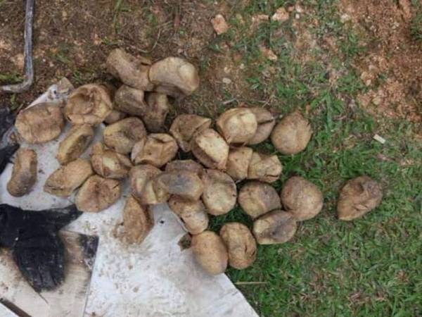 Antara telur ular yang ditemui penduduk di Taman Sri Batu Caves.