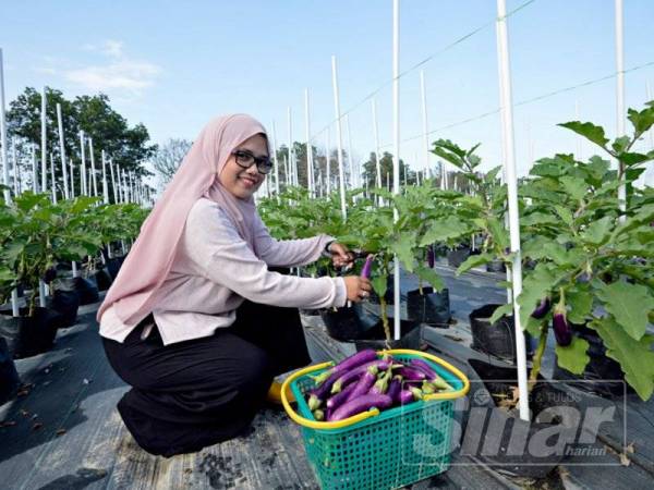 Dr Nur Aainaa menunjukkan hasil tanaman terung yang dituai dan sedia untuk dipasarkan.