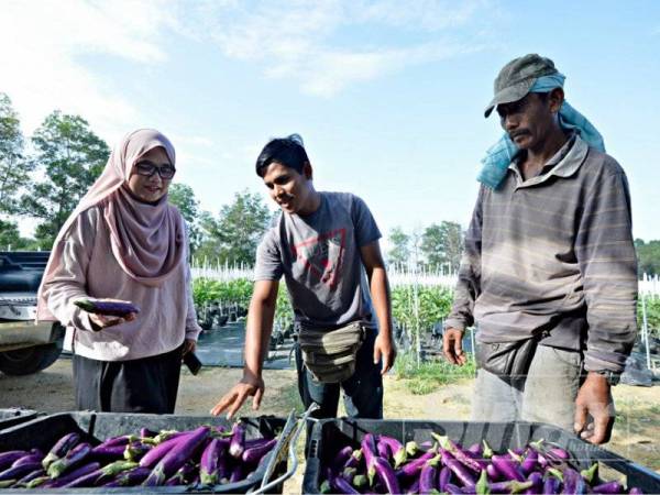 Dr. Nur Aainaa Syafini menunjukkan hasil tuaian tanaman terung yang dijalankan menggunakan teknologi fertigasi dalam kampus UMP.