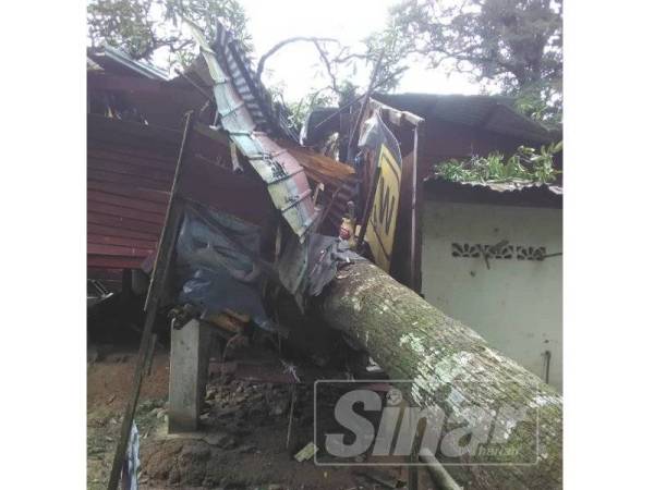 Pokok macang berusia lebih 40 tahun tumbang menghempap dari bahagian dapur ke pintu hadapan di Kampung Genting Malek.