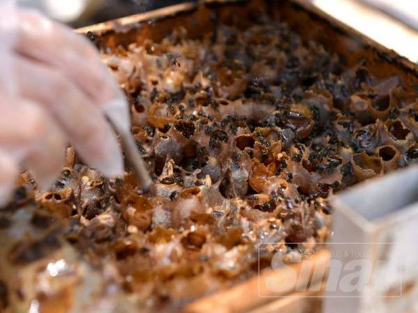 Penggunaan Sleek Pump membantu mempercepatkan proses sedutan tanpa menjejaskan kualiti madu kelulut.