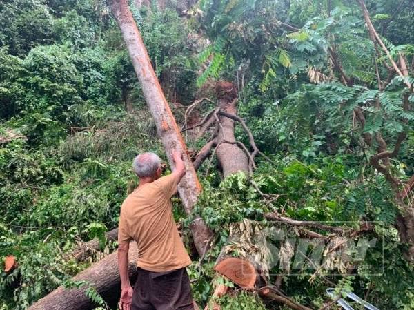 Kamarudin menunjukkan pokok sebesar pemeluk yang menghempap rumahnya.
