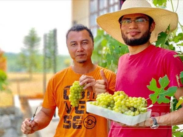 Mohd Salleh (kanan) menunjukkan anggur yang dituai ketika menerima kunjungan rakannya, Rosli Said (kiri).