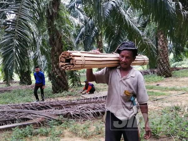 Jantan mengusung kepingan buluh yang diikat menjadi lantai untuk dibina pondok di penempatan baharu.