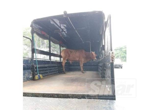 Lembu yang tidak dituntut dan dilelong.