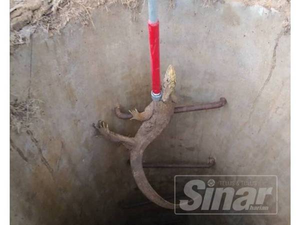 Salah seekor biawak ditangkap sebelum anak lembu yang terperangkap dalam telaga berjaya dibawa keluar.