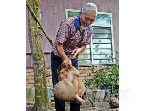 Pok Long bersama salah seekor beruk yang pernah dilatihnya.