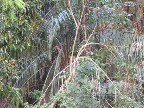 Monyet yang dikesan membuat gangguan. 