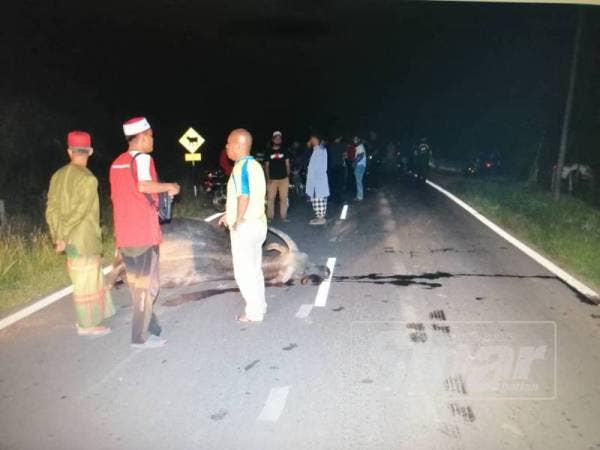 Keadaan kerbau yang terbabit dalam kemalangan tersebut.