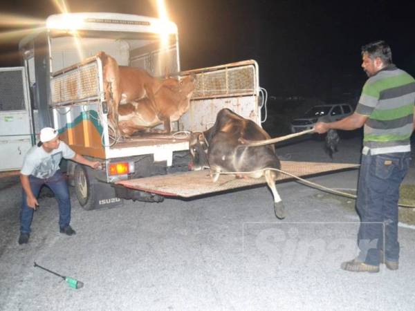 Empat lembu masing-masing dua jantan dan betina berjaya ditangkap dalam operasi malam kelmarin
