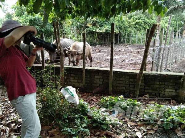 Jurugambar dari Taiwan merakam gambar Syukur bersama kerbau.