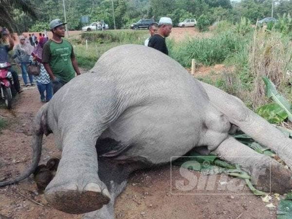 Seekor gajah yang mati dipercayai termakan racun di Kampung Sri Timur, Kluang.